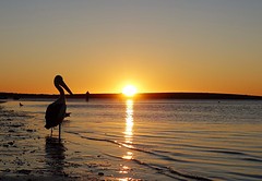 Pelican sunset