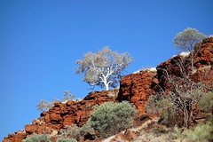 Witte eucalyptusboom