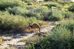 Skippy
