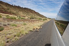 Dingo!