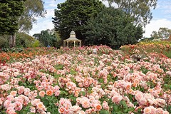 Rozen
