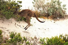 Skippy