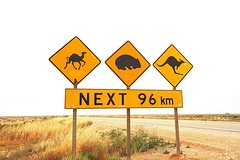 Welke is de Wombat
