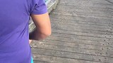 Great White Shark @Fishing Pier