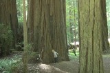 giants