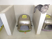Cat restroom,lol