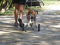 Ook verlamde honden worden hier geholpen