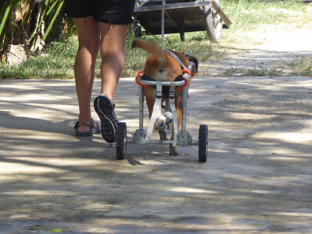 Ook verlamde honden worden hier geholpen