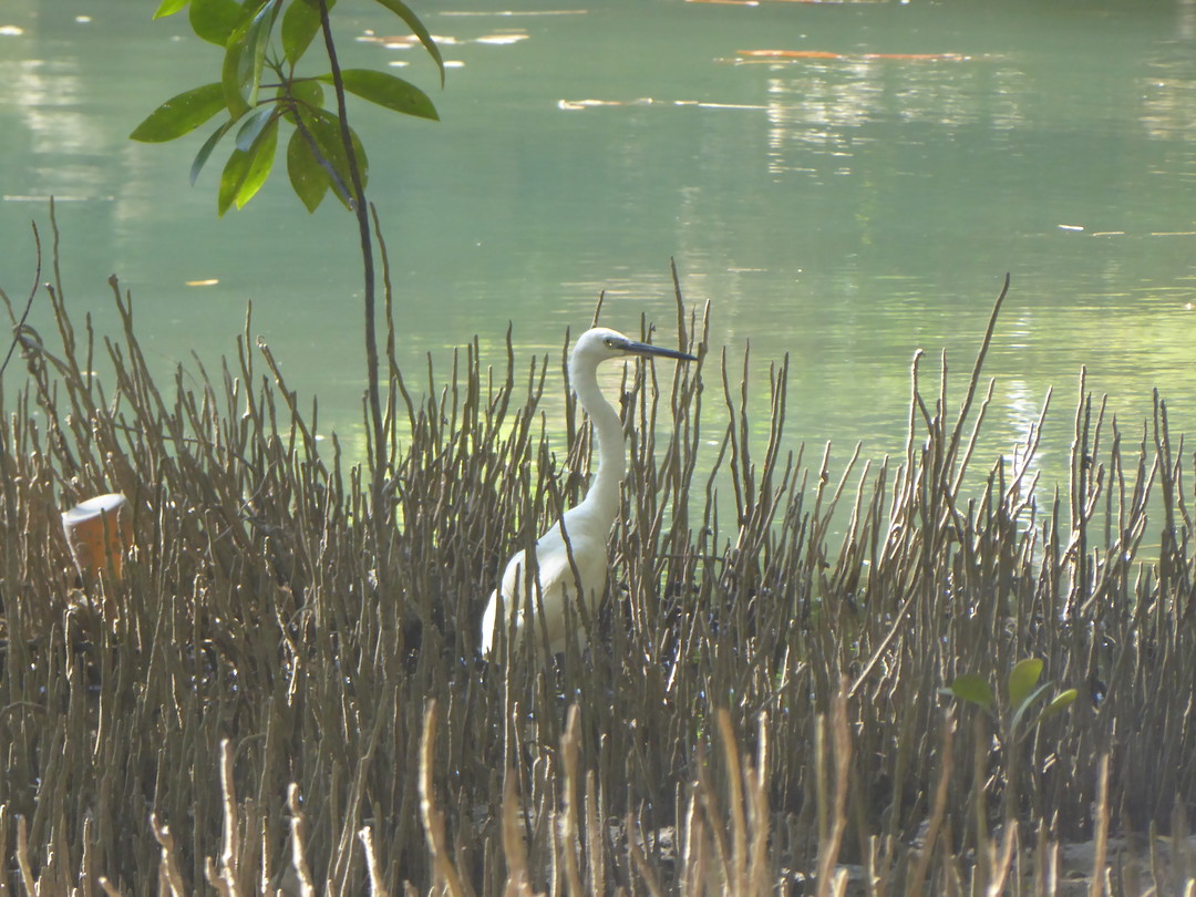 Koereiger