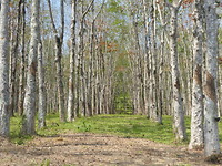 Rubber plantage
