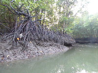 De mangroven