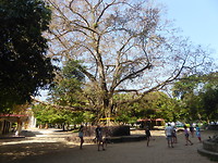 De eeuwenoude boom