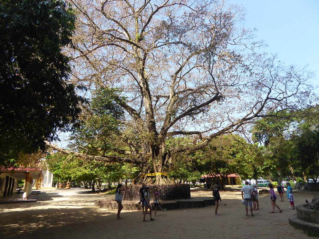 De eeuwenoude boom