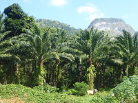 Ananas plantage