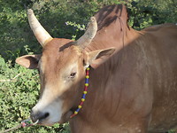Buffel met ring door de neus zodat hij gemakkelijker handelbaar is,arm dier