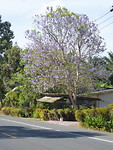 Mooie kerselaar onderweg