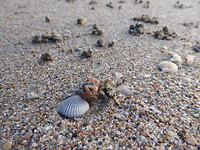 Zandkrab