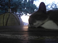 Zonsondergang genietend bij een kopje koffie en een smoezende poes,achhh zalig