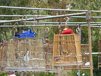 De vogelkooien met allemaal dezelfde vogeltjes