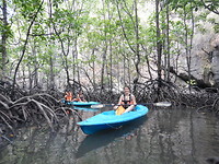 Mangrove