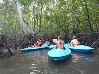 Uitleg overde mangrove