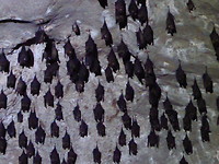 Dracula cave