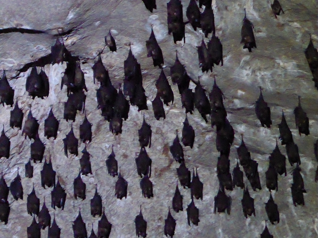 Dracula cave