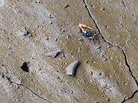 Fiddlercrab