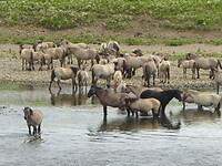 Close up van de Konikpaarden