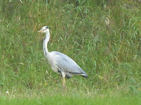 Reiger