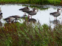 Grauwe ganzen close-up