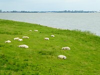 schapen