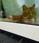 Nederlandse ginger kat,lol