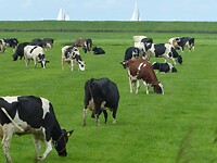 masten zichtbaar achter de dijk van de voormalige Zuiderzee