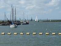 Stavoren watervogels genieten van het zonnetje