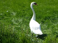 KNOBBELZWAAN