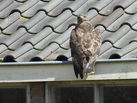 buizerd terwijl 360 graden draaien kop