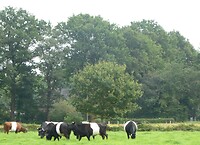Dutch belted cows