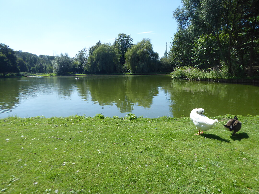Visvijver Parklaan Bilzen