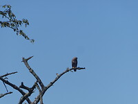 Buizerd nabij Alden Biesen