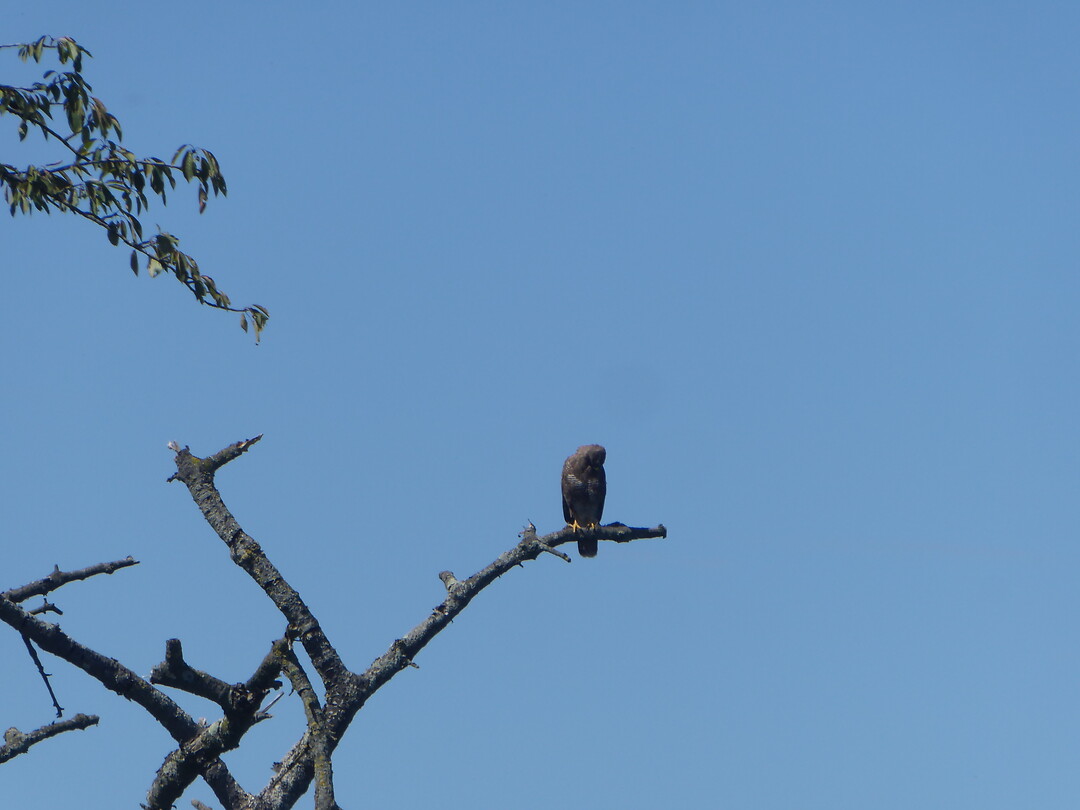 Buizerd nabij Alden Biesen