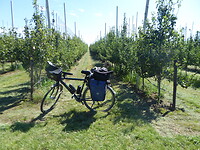 Fiets tussen de perenplantages