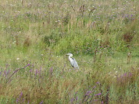 Blauwe reiger