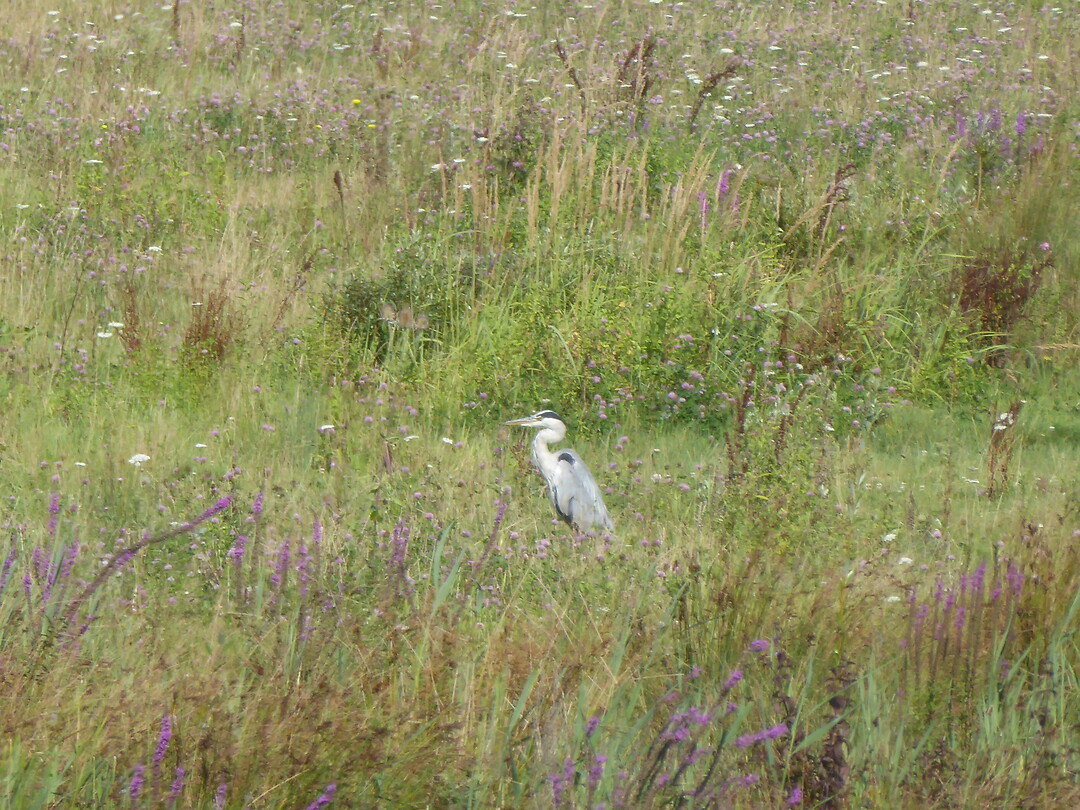 Blauwe reiger