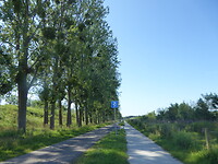Fietsen langs bomen vol Maretakken