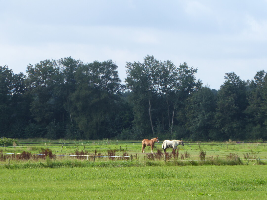Paarden