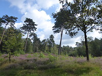 Duinen