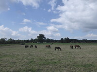 Paarden