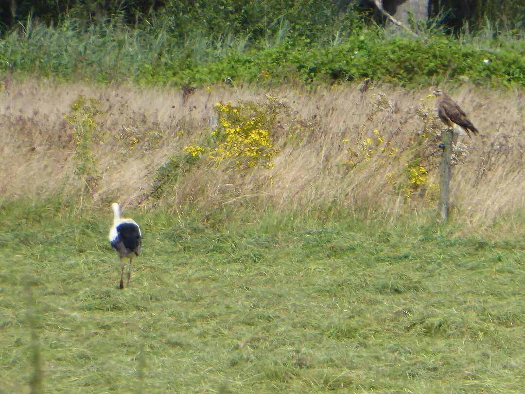 Buizerd valt ooievaars lastig