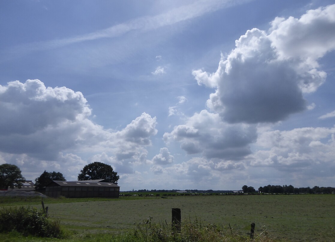 Koeien die op stal gaan